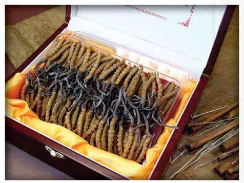 新盈镇冬虫夏草回收